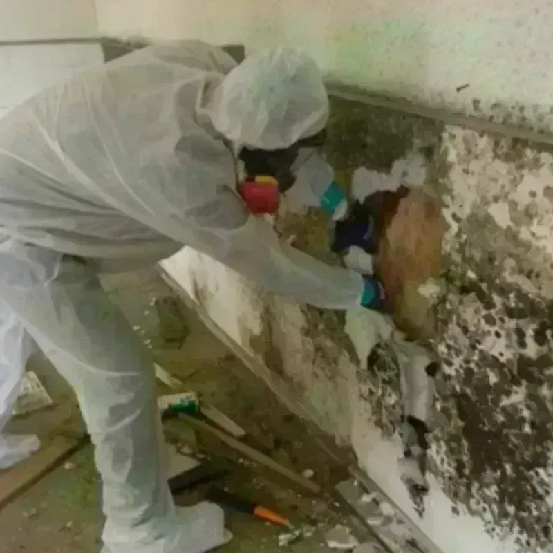 Mold Remediation and Removal in Mars, PA